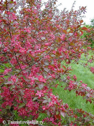 Malus Purpurea-Ryhm� 'Marjatta'